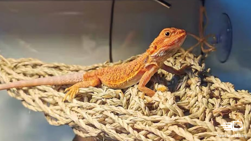 Enrichment ideas for Bearded Dragons House